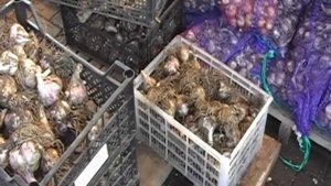 Обрезка корней и ботвы чеснока