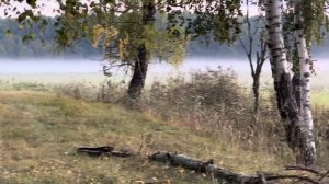 Охота на благородного оленя во время гона в Беловежской пуще.