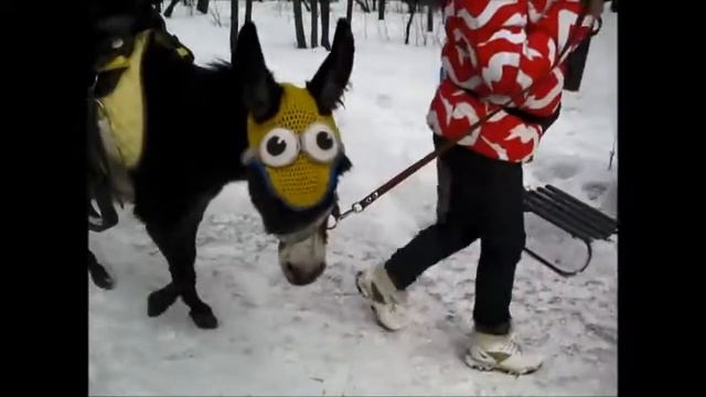 Масленица 2016 в Харитоновском парке смотреть онлайн