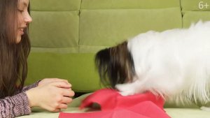 Играем в ШКОЛУ для СОБАК / Веселый ЮКИ и любимая хозяйка АЛИСА / Дрессировка папильона