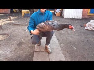 Мускусные утки/ Яйцекладка Индоуток/Вес селезня/ Индоутка села на яйца/ Новости/Гнезда