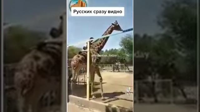 Вот что бывает, когда пьяный русский попадает в зоопарк, русских сразу видно, прикол, smile))) смотреть онлайн