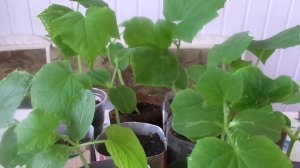 Выращивание рассады огурцов на подоконнике.