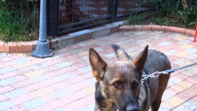 Щенки Немецкой овчарки зонарно-серого окраса. Puppies of the German Shepherd. смотреть онлайн