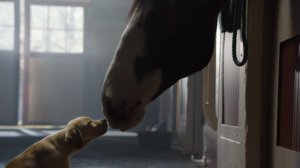 Конь и его щенок