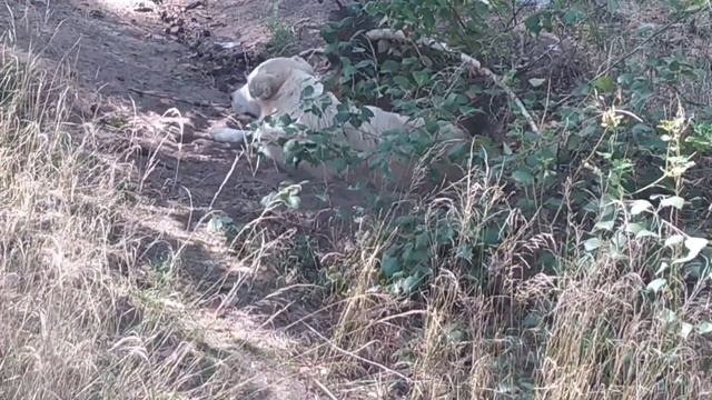 #брошеннаясобака            Разговор с Беляшом. смотреть онлайн