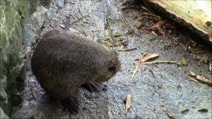 Нутрии в Крыму. Люблю Крым - Виталий Смотрин.