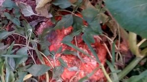 Как вырастить ТЫКВУ. ПРАВИЛЬНОЕ ФОРМИРОВАНИЕ ПЛЕТИ. How to grow pumpkins