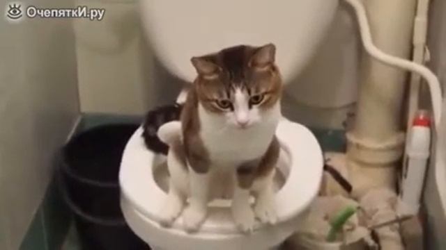 КОТИК В ТУАЛЕТЕ!!! СМОТРЕТЬ ВСЕМ! смотреть онлайн
