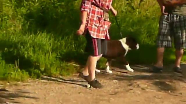 Щенок от Да Лан Ши Тагира и Ландлайн Азизы смотреть онлайн