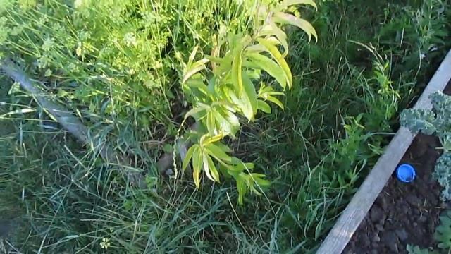 Результат прививки (окулировки) персика на абрикос смотреть онлайн