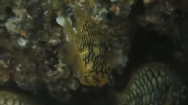 Пять самых удивительных морских существ, снятых на камеру.