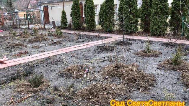 Цветники у Соседей.Неожиданно.Откуда Тюльпаны? Пересаживаю гейхеру.Немного о Планах.Сад .Дача. смотреть онлайн