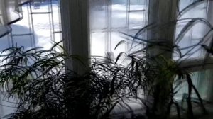 Аспарагус серповидный. Красота в интерьере. Уход в домашних условиях