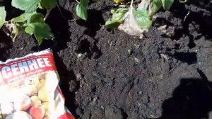 Последняя осенняя подкормка кустарников и плодовых деревьев.