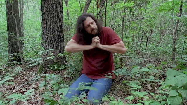 solomon's seal (Polygonatum biflorum) | jim mcdonald смотреть онлайн