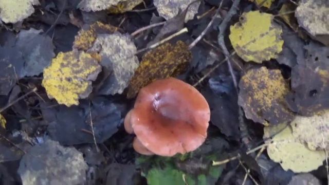 Рядовка оранжево-красная. Съедобные грибы. Как распознать..
