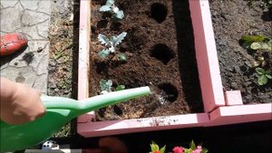 Посадка Целозии в открытый грунт.