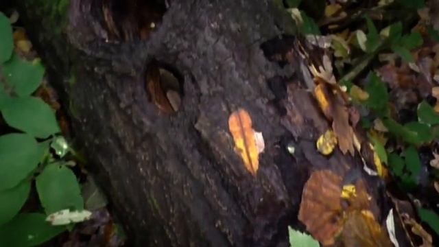 Грибы в Октябре Ложные Опята Дождевики смотреть онлайн