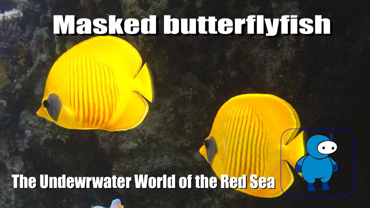 Масковая рыба-бабочка. Masked butterflyfish смотреть онлайн