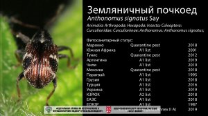 Земляничный почкоед (Anthonomus signatus Say)