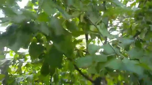 Ошибки выращивания огурцов.Корм для речных рыб. Моя дача в августе 2021г. смотреть онлайн