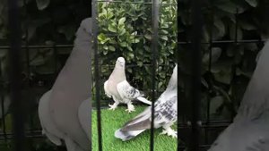 Турецкие голуби такла ! Немного из моей коллекции!