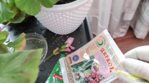 Как помочь пеларгонии выжить в жару