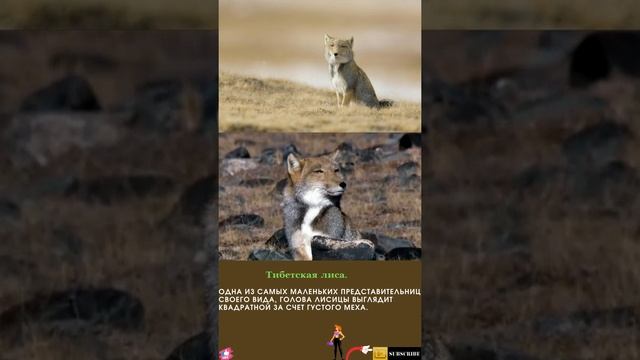 Топ 20 необычных животных мира. Тибетская лиса #shorts. Shorts animals. №19. New animals, fox.