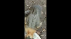 Купили новых уток и цесарок