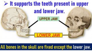 The Skeletal System || Human Skeleton || Class 5 || Science