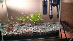 Папоротники Винделова (Microsorum  "Windelov") и крыловидный волнистый (Microsorum  "Undulata")