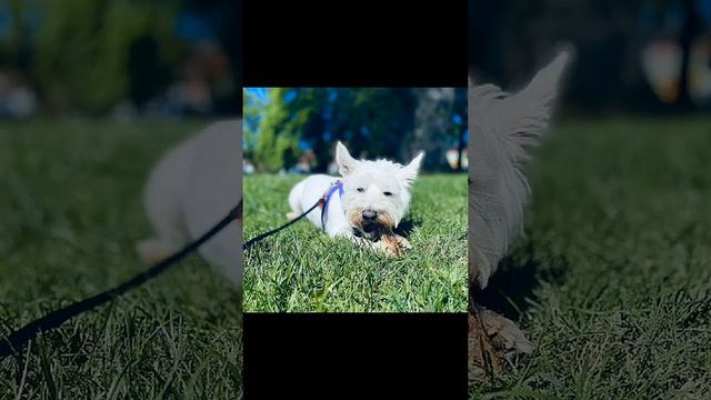 Вест-хайленд-уайт-терьер & олений рог смотреть онлайн