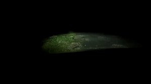 Свет LED фар VW Джетта мк7