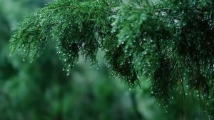 "You & Me" * Расслабляющая Фортепианная Музыка и Лёгкие Звуки Дождя для Сна и Учёбы