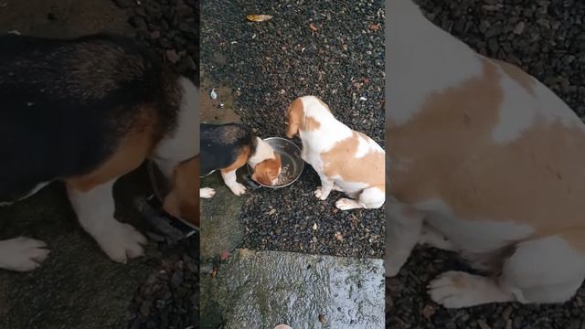 beagle Dog gurading the young one's food while she eats.