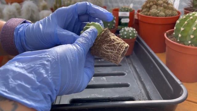 Repotting my Echinopsis Subdenudata | Domino Cactus