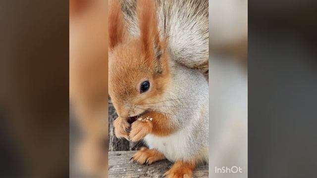 Белочка