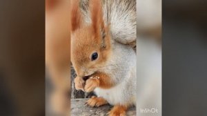 Белочка