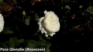 Белые розы 5 сортов. Белое восхищение! Покорят всех обильным цветением.