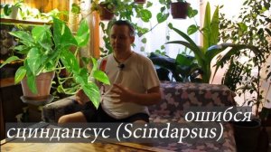 Фитофильтр для аквариума, растения для фитофильтра, Сцинда́псус (Scindapsus)
