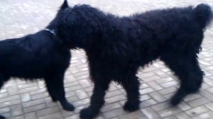 Немецкая овчарка (10 мес) и Черный русский терьер - Собака Сталина (2,5 года)