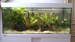 Аквариум с живыми растениями