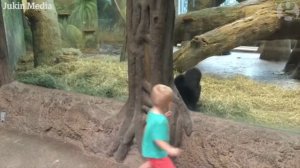 Горилла и ребенок играют в прятки