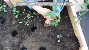Вербена. Посадка в грунт.