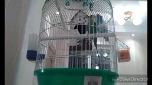 Домик для (волнистых) попугаев!