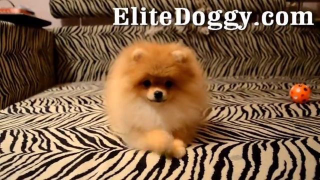 Померанский шпиц, тип мишка elitedoggy.com