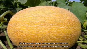 Дыня – это ягода, фрукт или овощ