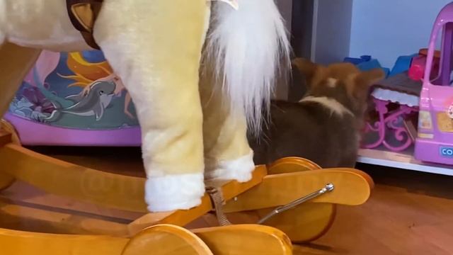 Щенки Корги Девочки Вельш Корои Пемброк 6 недель. смотреть онлайн