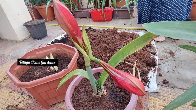 Amarlilly Flower bulbs|Unboxing Flower bulbs Summer bulbs|Amarlilly Plant care |Telegu Home Gardene смотреть онлайн